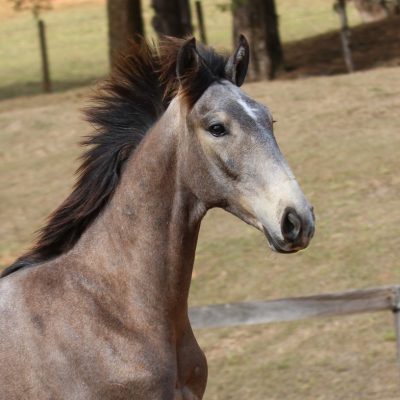 Rompante Interagro, grey Purebred Lusitano colt for sale at The 2021 Interagro Yearlings Collection/Photo: TUPA