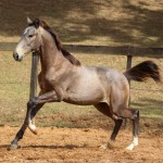 Rompante Interagro, grey Purebred Lusitano colt for sale at The 2021 Interagro Yearlings Collection/Photo: TUPA