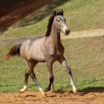 Rompante Interagro, grey Purebred Lusitano colt for sale at The 2021 Interagro Yearlings Collection/Photo: TUPA