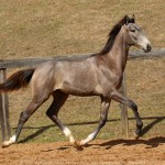 Rompante Interagro, grey Purebred Lusitano colt for sale at The 2021 Interagro Yearlings Collection/Photo: TUPA