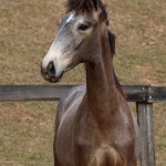 Rompante Interagro, grey Purebred Lusitano colt for sale at The 2021 Interagro Yearlings Collection/Photo: TUPA