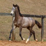 Rompante Interagro, grey Purebred Lusitano colt for sale at The 2021 Interagro Yearlings Collection/Photo: TUPA