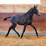 Ronda Interagro, Purebred Lusitano filly sold at The 2021 Interagro Yearlings Collection/Interagro Lusitanos
