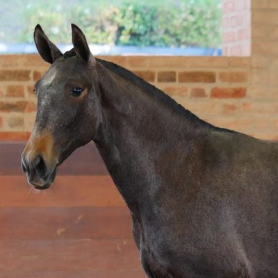 Ronda Interagro, Purebred Lusitano filly sold at The 2021 Interagro Yearlings Collection/Interagro Lusitanos