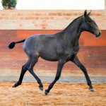 Ronda Interagro, Purebred Lusitano filly sold at The 2021 Interagro Yearlings Collection/Interagro Lusitanos