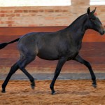 Ronda Interagro, Purebred Lusitano filly sold at The 2021 Interagro Yearlings Collection/Interagro Lusitanos