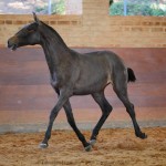 Ronda Interagro, Purebred Lusitano filly sold at The 2021 Interagro Yearlings Collection/Interagro Lusitanos