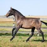 Ronda Interagro, Purebred Lusitano filly sold at The 2021 Interagro Yearlings Collection/Photo: Interagro Lusitanos