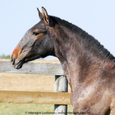 Ronda Interagro, Purebred Lusitano filly sold at The 2021 Interagro Yearlings Collection/Photo: Interagro Lusitanos