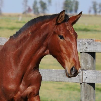 Rubrica Interagro (Hanibal x Fedora)