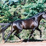 Urucum Interagro/Interagro Lusitanos