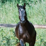Urucum Interagro/Interagro Lusitanos