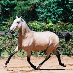 Ventania Interagro/Interagro Lusitanos