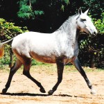 Vigia Interagro/Interagro Lusitanos