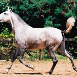 Vigia Interagro/Interagro Lusitanos