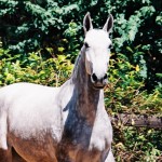 Vigia Interagro/Interagro Lusitanos