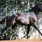 Triton Interagro/Interagro Lusitanos
