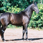 Triton Interagro/Interagro Lusitanos