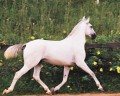 Universus Interagro/Interagro Lusitanos