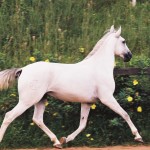 Universus Interagro/Interagro Lusitanos