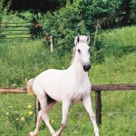Universus Interagro/Interagro Lusitanos