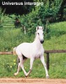 Universus Interagro/Interagro Lusitanos