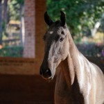Quilha Interagro, Purebred Lusitano filly sold at The 2021 Interagro Yearlings Collection/Interagro Lusitanos