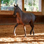 Quilha Interagro, Purebred Lusitano filly sold at The 2021 Interagro Yearlings Collection/Interagro Lusitanos