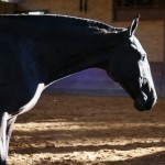Quilha Interagro, Purebred Lusitano filly sold at The 2021 Interagro Yearlings Collection/Interagro Lusitanos