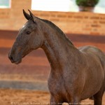 Quilha Interagro, Purebred Lusitano filly sold at The 2021 Interagro Yearlings Collection/TUPA