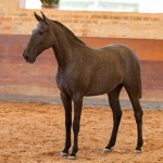 Quilha Interagro, Purebred Lusitano filly sold at The 2021 Interagro Yearlings Collection/TUPA