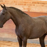 Quilha Interagro, Purebred Lusitano filly sold at The 2021 Interagro Yearlings Collection/TUPA