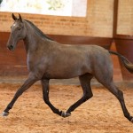 Quilha Interagro, Purebred Lusitano filly sold at The 2021 Interagro Yearlings Collection/TUPA