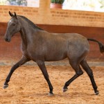 Quilha Interagro, Purebred Lusitano filly sold at The 2021 Interagro Yearlings Collection/TUPA
