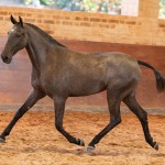 Quilha Interagro, Purebred Lusitano filly sold at The 2021 Interagro Yearlings Collection/TUPA
