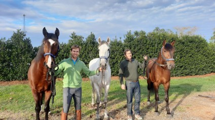Hectar Interagro, Platão Interagro, and Empreiteiro Interagro: Interagro's string of horses headed to Wellington with Tiago Ernesto and Jorge Sousa (Photo by Interagro Lusitanos)
