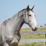 Sambista Interagro, grey Purebred Lusitano for sale/Interagro Lusitanos