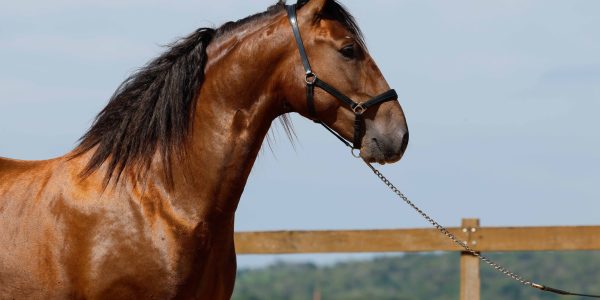 Interagro Lusitanos Imports Three New Sport Horse Prospects Q1