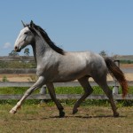 Sambista Interagro, grey Purebred Lusitano for sale/Interagro Lusitanos