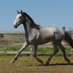 Sambista Interagro, grey Purebred Lusitano for sale/Interagro Lusitanos