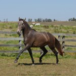 Sanjar Interagro, grey Purebred Lusitano for sale/Interagro Lusitanos