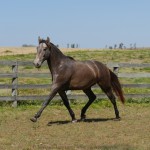 Sanjar Interagro, grey Purebred Lusitano for sale/Interagro Lusitanos