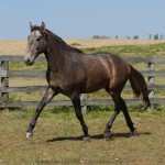 Sanjar Interagro, grey Purebred Lusitano for sale/Interagro Lusitanos