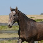 Sanjar Interagro, grey Purebred Lusitano for sale/Interagro Lusitanos