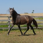 Sanjar Interagro, grey Purebred Lusitano for sale/Interagro Lusitanos