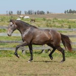 Sanjar Interagro, grey Purebred Lusitano for sale/Interagro Lusitanos
