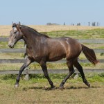 Sanjar Interagro, grey Purebred Lusitano for sale/Interagro Lusitanos