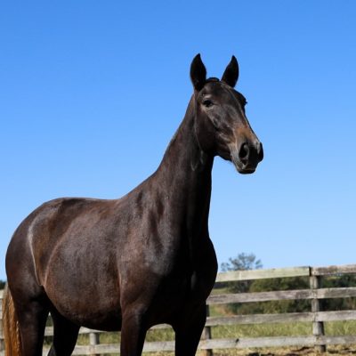 Sarai Interagro (TE)