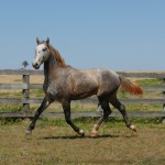 Sea Cloud Interagro, grey Purebred Lusitano for sale/Interagro Lusitanos