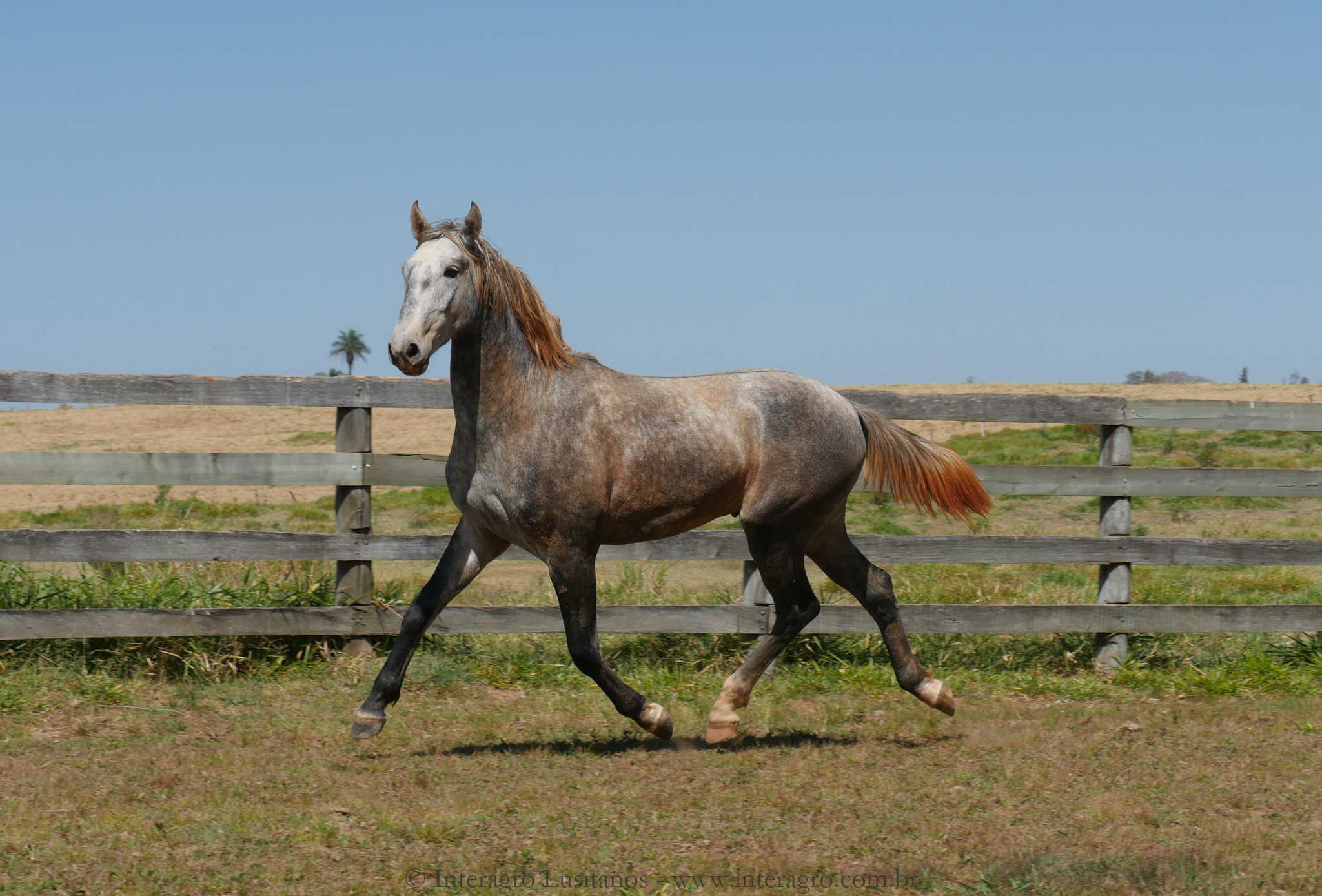 Sea Cloud Interagro, grey Purebred Lusitano for sale/Interagro Lusitanos